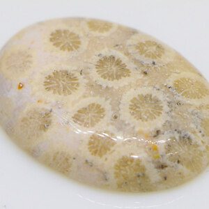 Natural Chrysanthemum Coral Fossil Stone