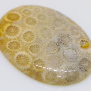 Chrysanthemum Coral Fossil Gemstone