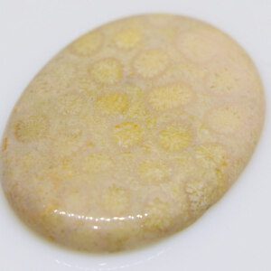 Chrysanthemum Coral Fossil Gem Stone