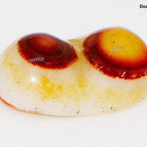 Natural CERTIFIED AAA Double EYES Agate Loose Cabochon Stone