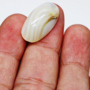 Mother of Pearl Sea Shell