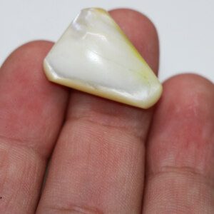 Loose Mother of Pearl Sea Shell