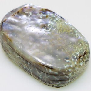 Mother of Pearl Shell at Best Price